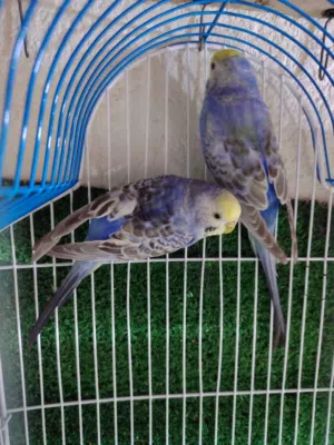 زوج ريمبو مستواى كلش حلو