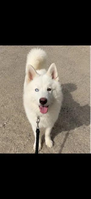 White Siberian husky male For sale