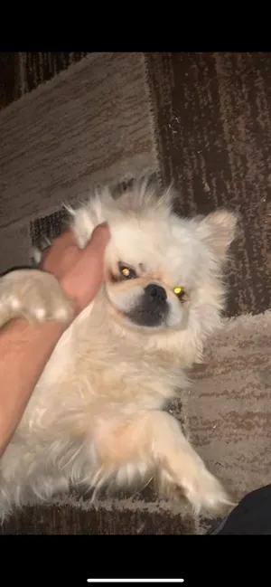 Chihuahua2