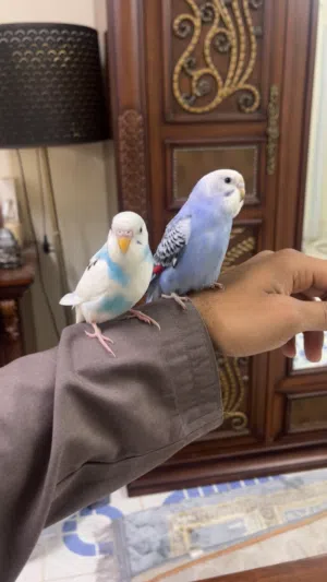 ببغاء بادجي أليف ولعوب مع القفص