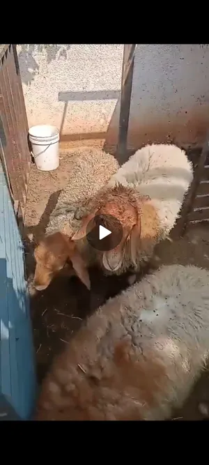 Sheep0