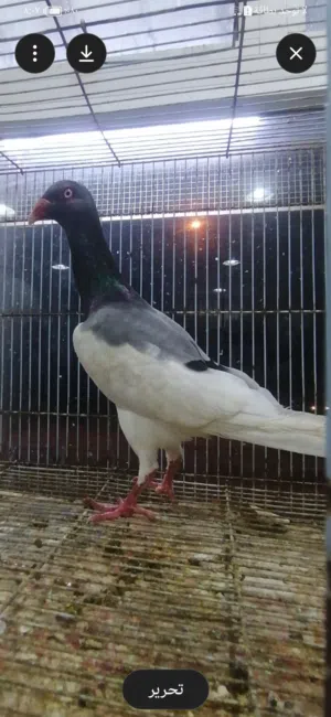حمام ( ENGLISH MAGPIE PIGEON ) حمامة العقعق الإنجليزية
