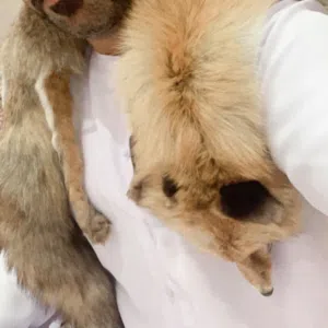 الظاهري لايتواصل الا الجاد لو سمحتو 