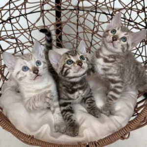 Pure Snow Bengal Kittens Available