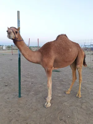 بكره حمراء سمين فول بنت 3 سنوات