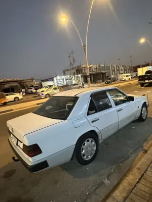 مارسديدس دب ابيض