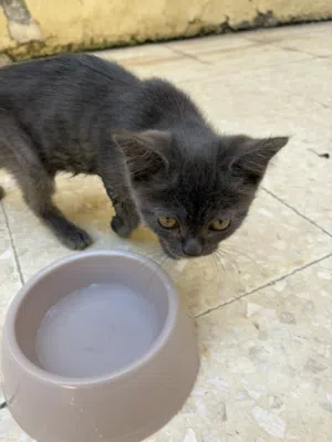 British shorthair for sale
