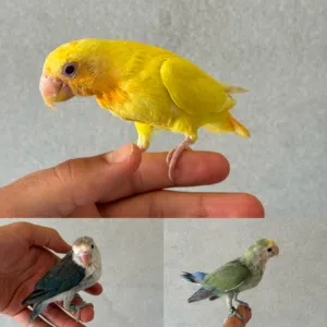 ببغاء الروز مروض
