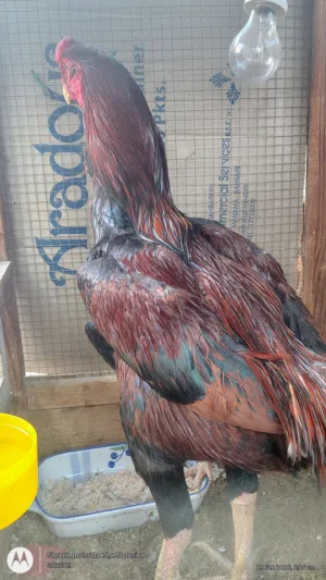 fighter pairs  for sale