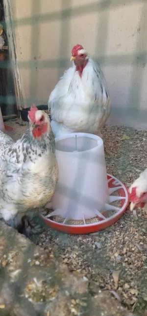 دحي دجاج براهمه