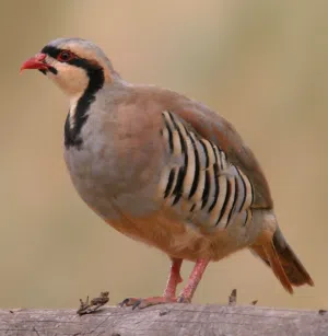 حجل باكستاني(ذكر)