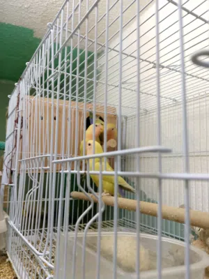 للبيع طيور روز (Lovebird)