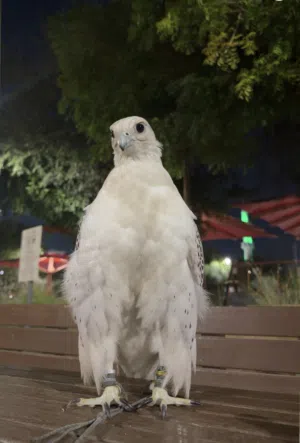 طير جير بيور ثنو للبيع