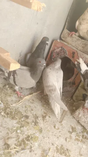 فارس.بدري.العتوم