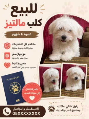 كلب مليتز العمر 5 شهور