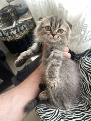 Scottish Fold - Female Kitten