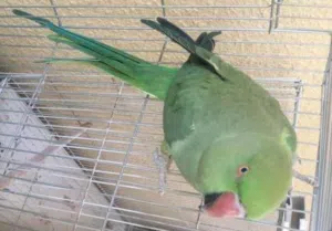 بغبغاء الدره