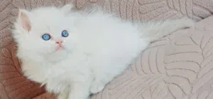 حلويات رمضان اللهم بارك عمر 48 يوم مدربين ومطعمين حشرات