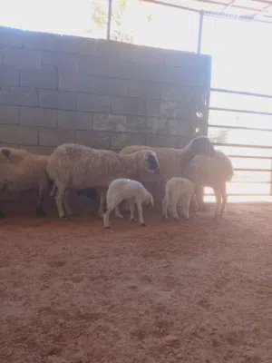 6 نعاج.. فيهم زوز ولادات و4عشار