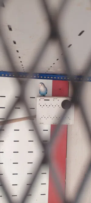 ذكر روز فيس ابيض