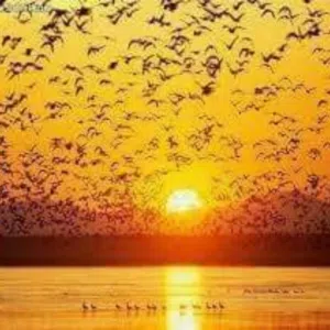 رائد أبو وسيم