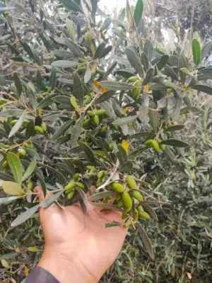 Farm Land for Sale in Tulkarm Beit Lid