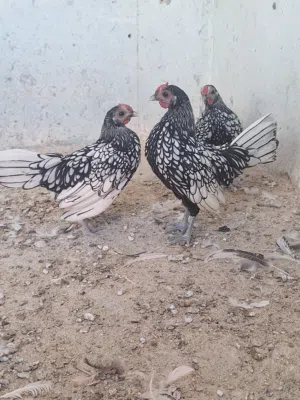 دجاج سبرايت