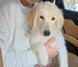 Golden female very cute