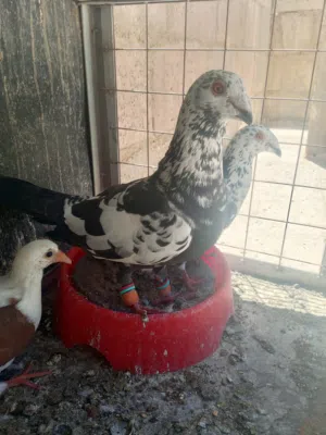 سبع جواز حمام و18 فرخ بواقي