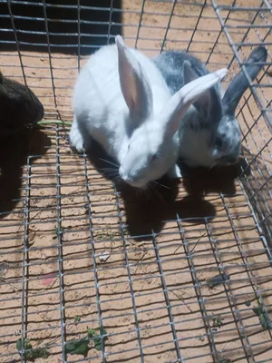 Rabbits0