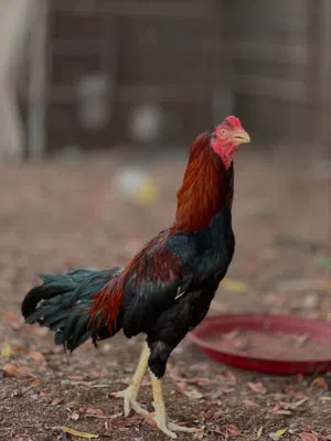 للبيع طير اموره طيبه او للبدل