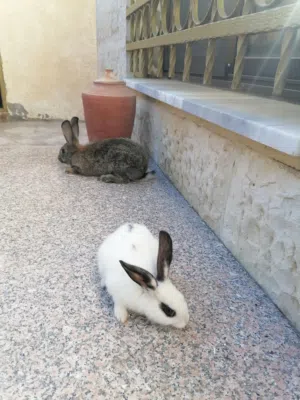 ارانب عدد 2 بلدي