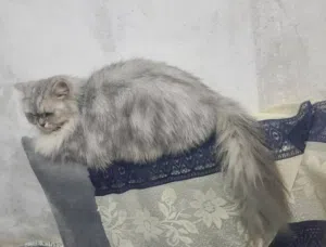 قط للبيع عرطه