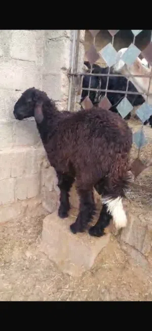 كبش سمين للبيع