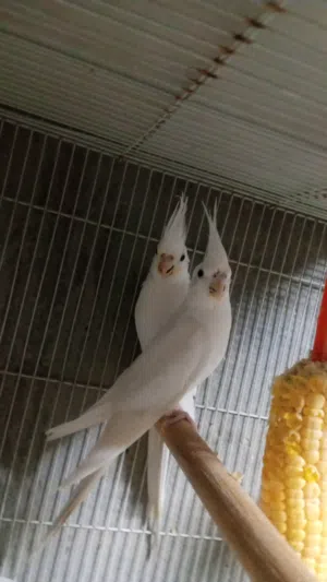 زوج كوكتيل البينو منتج