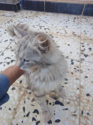 قطة شيرازي هجين