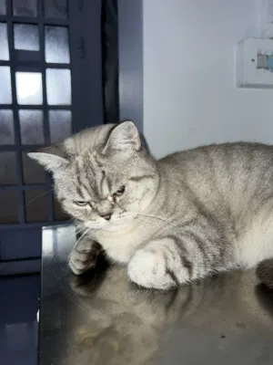 قط ذكر للتبني - Male cat for adoption