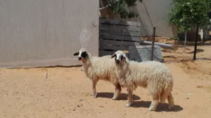 2فطايم وطنيات توميات ربي يبارك عمرهم ف8شهور سليمات متع تربيه مشالله..