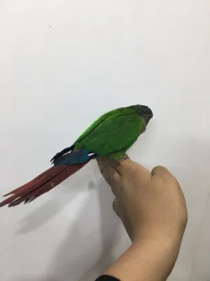 ببغاء قرين شيك اقرا الوصف