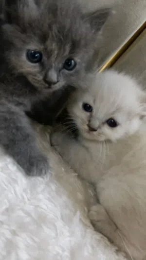 kitty for sale