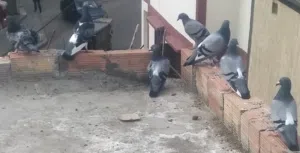 حمام زاجل للبيع القنيطره