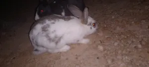 ‏أرانب‏2