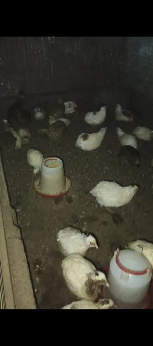 سمان هجين تكساس