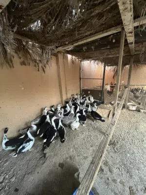 بط للبيع لا يجيني الا الجاد