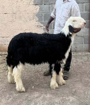 كبش نجدي صنف بيور من ام واب ( الوصف مهم )