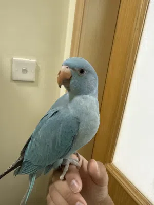 بيبي متو ازرق العمر ثلاث شهور