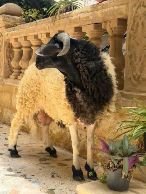 حولي عيد تبارك الله