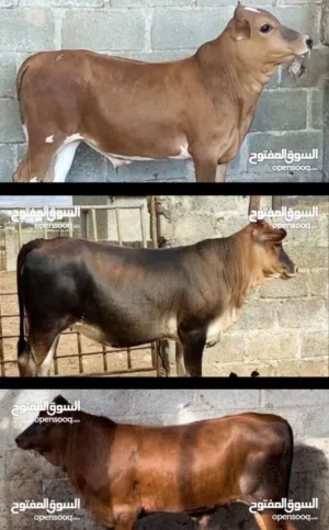 أخوكم عمر الكيومي