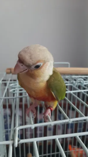 Parrots3