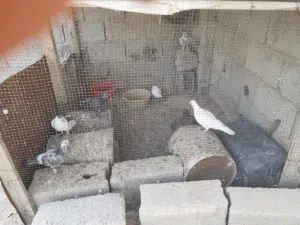 حمام عربي للبيع